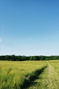 a dirt road in the middle of a grassy field