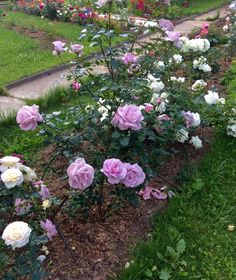 La Rose du Petit Prince (DELgramau99.5455.1Arctic Ice (SALe Petite PrinceRose Synactif by Shisheido) Le Petite Prince, Cheeky Quotes, Arctic Ice, Rose Bedding, Moon Garden, La Rose, Beauty Standards, Authentic Self, Good Morning Flowers