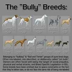 an image of the different breeds of dogs