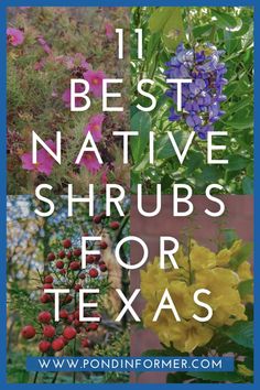 flowers and plants with the words 11 best native shrubs for texas