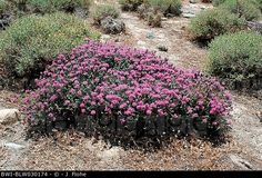 purple flowers growing in the middle of a rocky area