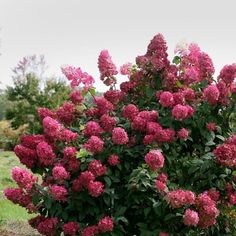 a bush with pink flowers in the grass