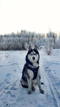 a husky dog is sitting in the snow