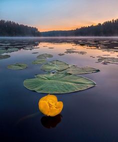 a yellow flower sitting on top of a lake covered in water lillies at sunset