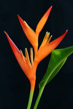 an orange flower with green leaves on a black background