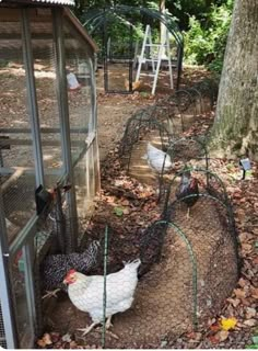 chickens are in their coops on the ground near a tree and some ladders