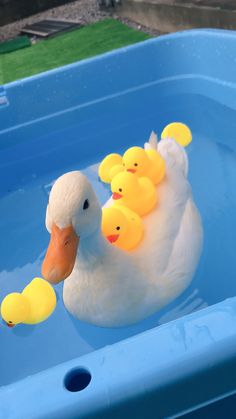 a duck and her chicks float in a blue pool