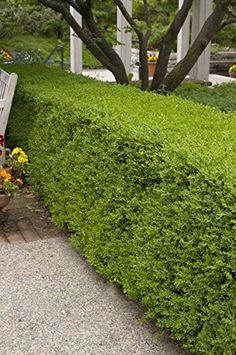 a wooden bench sitting next to a lush green hedge