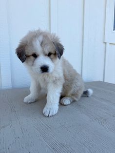 a small puppy sitting on top of a wooden floor next to a white wall and door