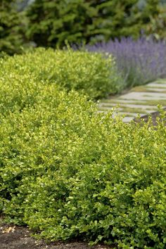 a garden with lots of green bushes and purple flowers