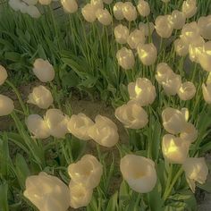 many white tulips are growing in the grass