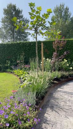 a garden with various plants and flowers in the foreground, surrounded by a hedge