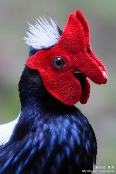 a close up of a rooster with a red head