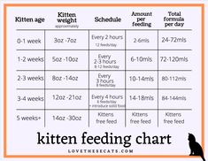 the kitchen feeding chart for cats