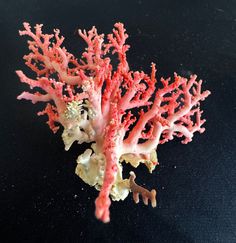 some corals and seaweed on a black surface