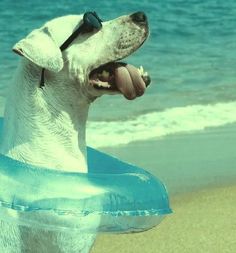 a dog on the beach with an inflatable swimming ring around its neck and his tongue hanging out