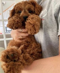 a person holding a small brown dog in their arms