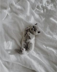 a small kitten laying on top of a white bed sheet with it's paw in the air