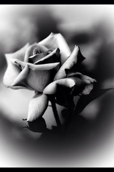 a black and white photo with a rose