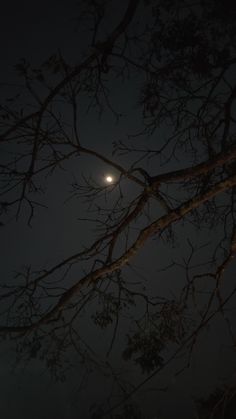 the moon shines brightly through the branches of a tree in the dark night sky