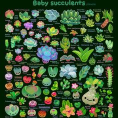 an illustrated poster with many different plants and flowers on the front, including baby succulents