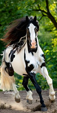 a black and white horse is galloping through the dirt in front of some trees