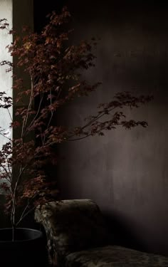 a plant in a black vase sitting next to a wall with a window behind it