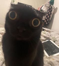 a close up of a cat on a bed with an unmade bed in the background