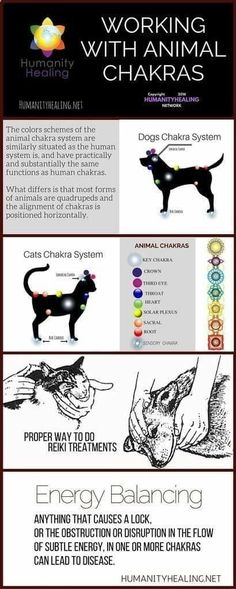 Usui Reiki, Animal Reiki, Reiki Healer, Reiki Symbols, Chakra System, Reiki Master, Les Chakras, Work With Animals, Trening Abs