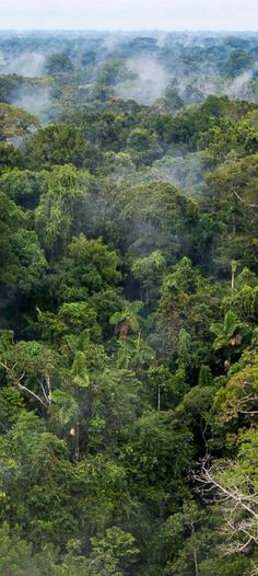 an aerial view of the rainforest with trees and fog