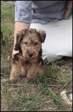 a small brown and black dog standing on top of a grass covered field next to a person