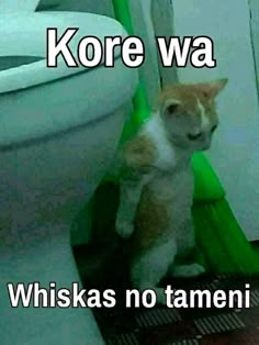 a cat sitting on top of a toilet seat next to a green pole with the words kore wa whisks no tamenii