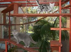 two cats in a cage one is grey and the other is white