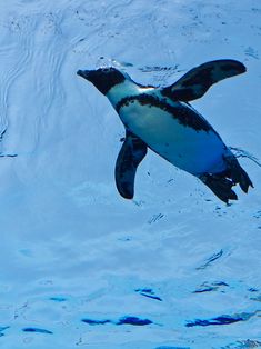 an image of a penguin swimming in the water