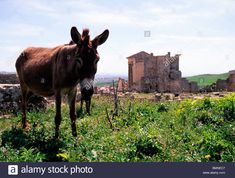 a donkey standing in the middle of a field with ruins in the background - stock image