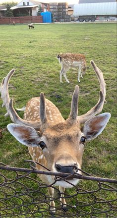 two deer standing next to each other on a lush green field in front of a fence