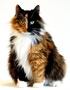 a multicolored cat sitting on top of a white floor