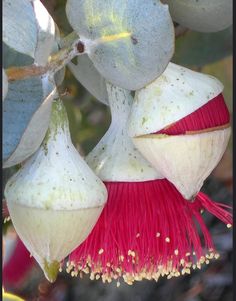 white and red flowers hanging from a tree