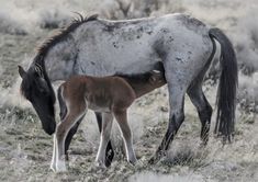 Facebook Horse Boarding, Horse Love, Art References, Wild Horses, Project Ideas, Mustang, Art Reference, Puppies