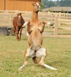 a brown horse standing on its hind legs in the grass