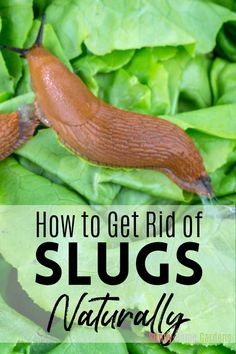 a slug crawling on top of lettuce leaves with the words how to get rid of slugs naturally