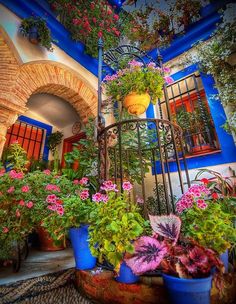 colorful potted plants and flowers in front of a blue building with arched doorways