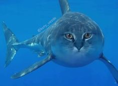 a close up of a cat in the water with a shark behind it's head