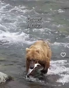 a brown bear walking across a river with a fish in it's mouth and caption that reads, kaunaai alaska