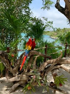 two colorful parrots sitting on top of a tree branch next to the ocean and trees