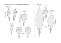 the diagram shows different shapes and sizes of flowers