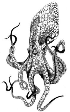 an ink drawing of an octopus