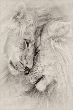 two lions cuddle together in the middle of their day, black and white photograph