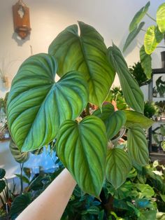 a large green leafy plant in a room