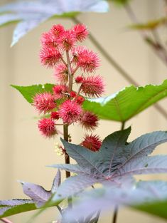 some pink flowers and green leaves in front of a wall